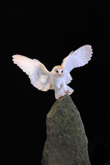 Barn owl, (Tyto alba), adult, flying, landing, on rocks, at night, Lowick, Northumberland, England, Great Britain