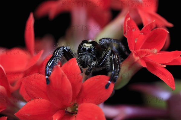 Tan jumping spider (Platycryptus undatus), adult, on leaf, North America, captive