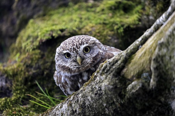 Little owl (Athene noctua), (Tyto alba), adult, on tree trunk, alert, portrait, Lowick, Northumberland, England, Great Britain