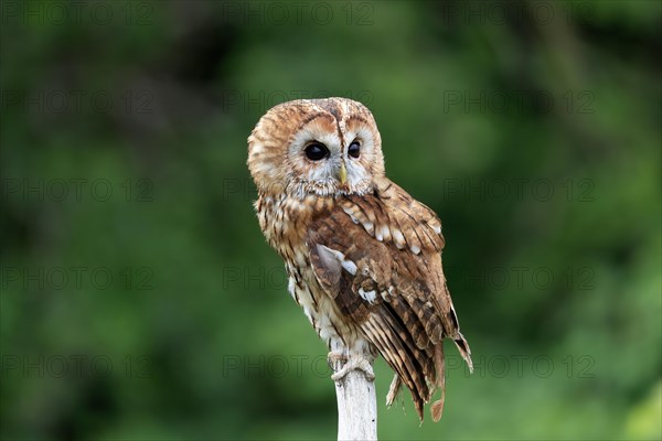 Tawny owl (Strix aluco), adult, perch, alert, Scotland, Great Britain