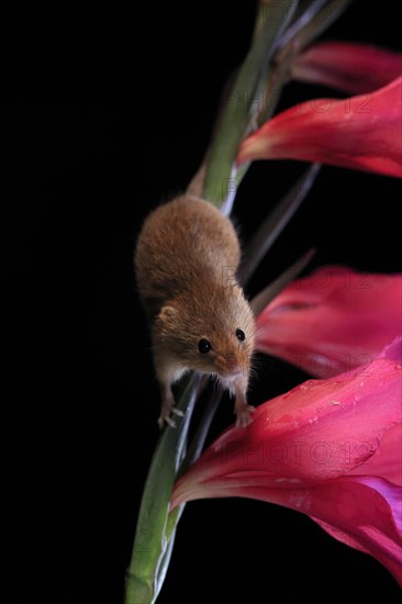 Eurasian harvest mouse (Micromys minutus), adult, on plant stem, flowering, foraging, at night, Scotland, Great Britain