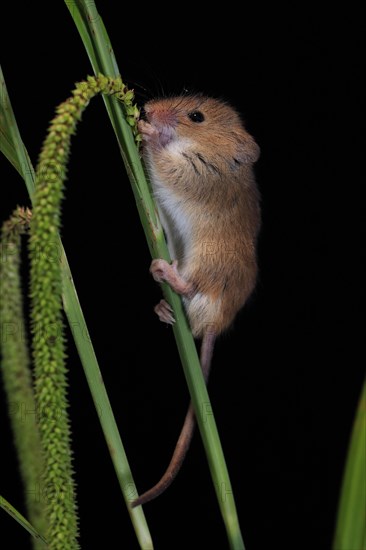 Eurasian harvest mouse (Micromys minutus), adult, on plant stalks, ears of corn, foraging, at night, Scotland, Great Britain