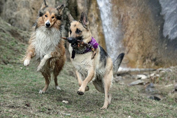 Two dogs playing with a toy near a waterfall, Amazing Dogs in the Nature