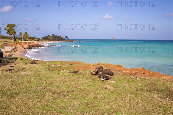 Nature in a special way, trees grow with the wind, a dreamlike landscape directly on the turquoise sea. Lonely sandy beaches in the Caribbean. Pointe Allegre on Basse Terre, Guadeloupe, French Antilles, North America