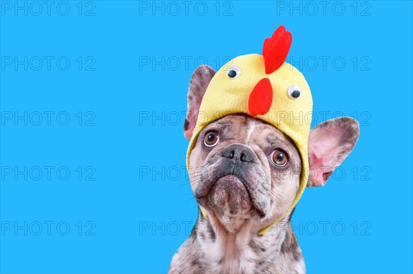Funny merle French Bulldog dog wearing Easter costume chicken hat on blue background with copy space