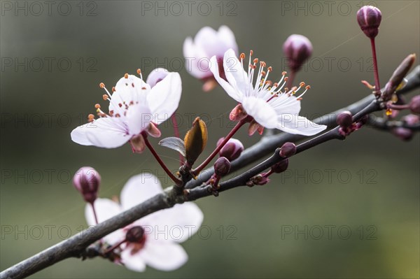 Myrobolane (Prunus cerasifera), blossom, Speyer, Rhineland-Palatinate, Germany, Europe