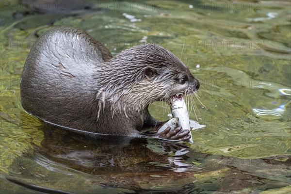 Dwarf otter, Asian oriental small-clawed otter (Aonyx cinerea), Heidelberg Zoo, Baden-Wuerttemberg, Germany, Europe