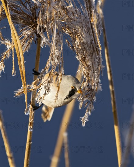 A bird perched within frost-covered reeds against a clear blue sky, Bearded tit, Panarus Biarmicus