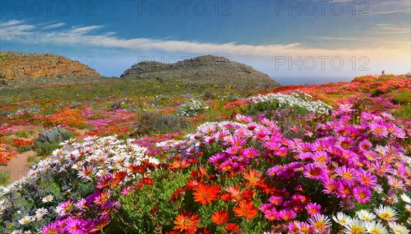 KI generated, The desert in Namaqualand blooms in August and September each year, Namibia, Africa