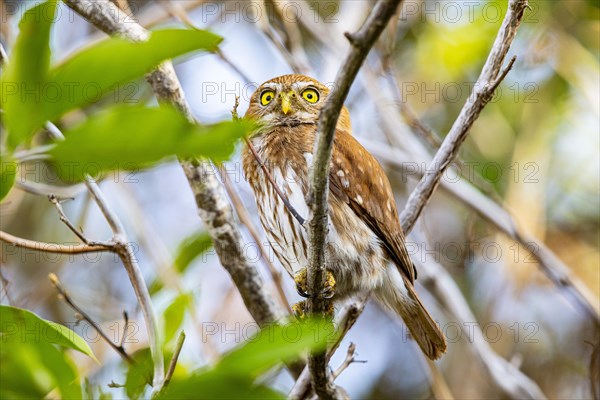 Brazilian Pygmy Owl Claucidium brasilianum) Pantanal Brazil