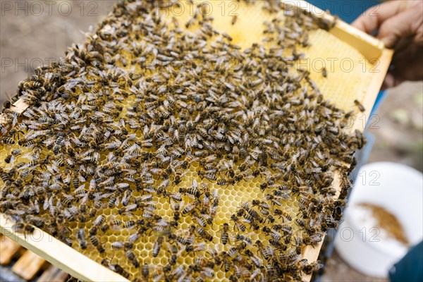 Fantastic beehive producing honey, nature, man and bee, sweet honey, honeycomb, nectar, beekeeping, Poland, Europe