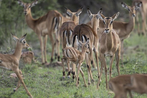 Black Heeler Antelope or Impala (Aepyceros melampus) herd with young, nursery, Madikwe Game Reserve, North West Province, South Africa, RSA, Africa