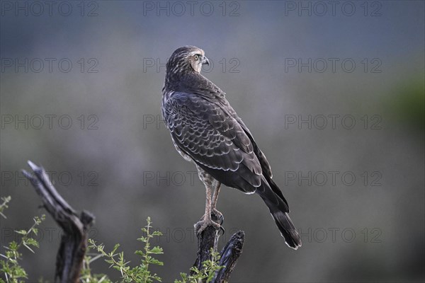 Silver Singing Goshawk, also known as pale chanting goshawk (Melierax canorus) juvenile, Madikwe Game Reserve, North West Province, South Africa, RSA, Africa