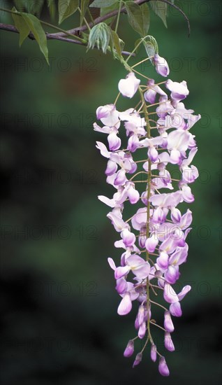 A cluster of hanging purple blue vine flowers against a blurred green background Wisteria Family: legume (Fabaceae)