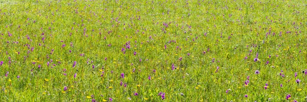 Orchids and ducal gentians, Schwanseepark, near Fuessen, Ostallgaeu, Bavaria, Germany, Europe