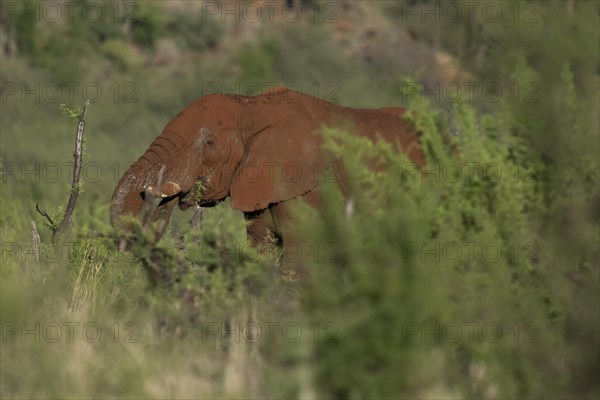 African elephant (Loxodonta africana) Madikwe Game Reserve, North West Province, South Africa, RSA, Africa