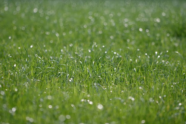Meadow, grass, dew, drops, green, wet, surface, The blades of grass on the green meadow are wet with dew drops