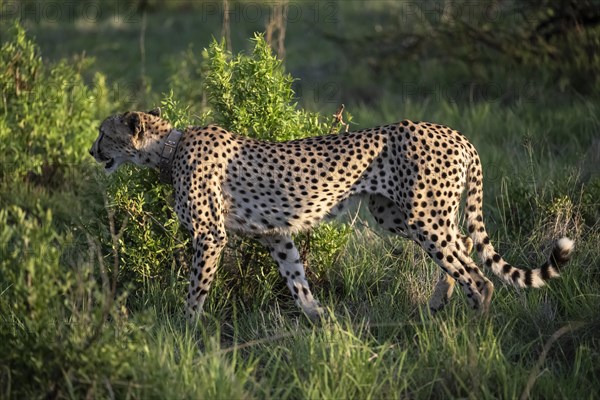 Cheetah (Acinonyx jubatus), Madikwe Game Reserve, North West Province, South Africa, RSA, Africa