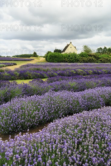 Lavender (Lavandula), lavender field on a farm, Cotswolds Lavender, Snowshill, Broadway, Gloucestershire, England, Great Britain