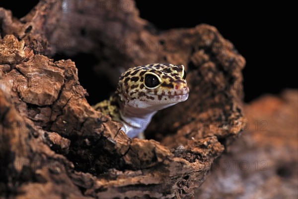 Leopard gecko (Eublepharis macularius), adult, portrait, looks out of burrow, captive