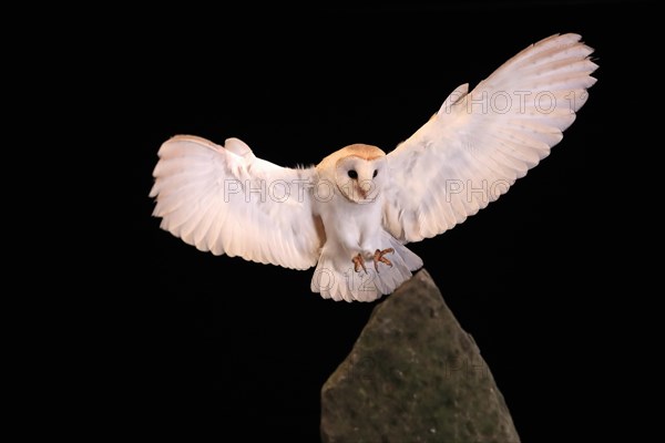 Barn owl, (Tyto alba), adult, flying, landing, on rocks, at night, Lowick, Northumberland, England, Great Britain
