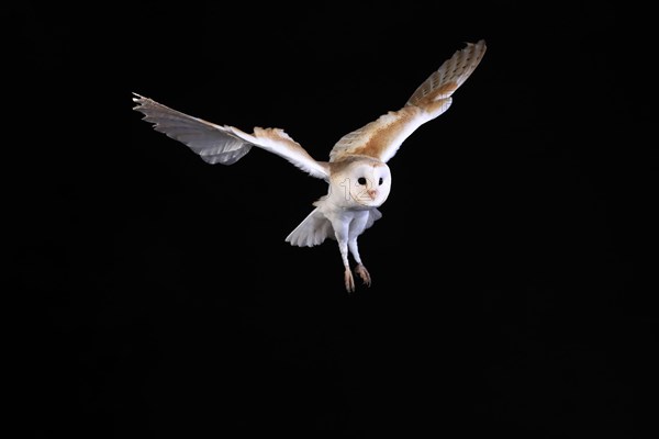 Barn Owl, (Tyto alba), adult, flying, at night, Lowick, Northumberland, England, Great Britain