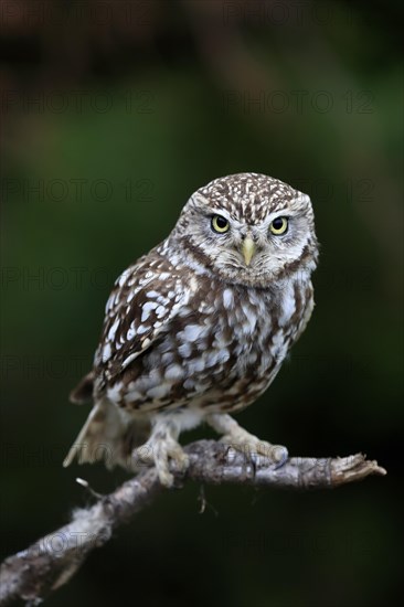 Little owl (Athene noctua), (Tyto alba), adult, perch, Lowick, Northumberland, England, Great Britain