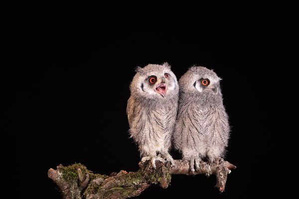 Southern white-faced owl (Ptilopsis granti), juvenile, two juveniles, siblings, at night, on guard, captive