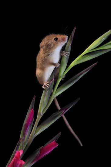 Eurasian harvest mouse (Micromys minutus), adult, on plant stem, flowering, foraging, at night, Scotland, Great Britain