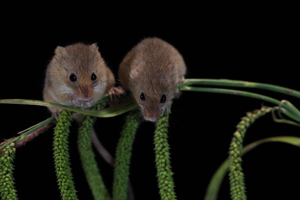 Eurasian harvest mouse (Micromys minutus), adult, two, pair, on plant stalks, spikes, foraging, at night, Scotland, Great Britain