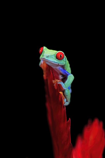 Red-eyed tree frog (Agalychnis callidryas), adult, on bromeliad, captive, Central America