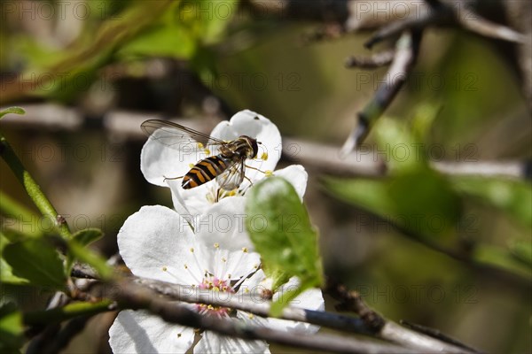 Hoverfly on a flower, March, Germany, Europe