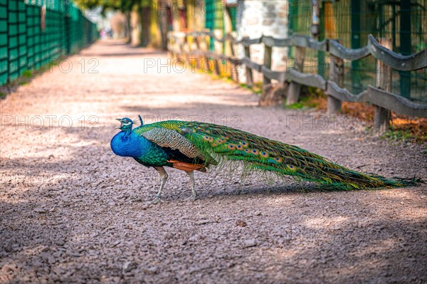 The peacock bird (Pavo cristatus) roams its territory, Leuna, Saxony-Anhalt, Germany, Europe