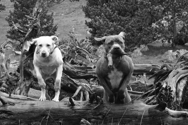 Monochrome image of two dogs on a fallen log in a wild terrain, Amazing Dogs in the Nature