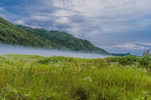 Verdant hills with wildflowers partially veiled by fog under an overcast sky, in South Korea