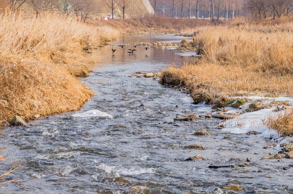 Reflective stream runs through a winter landscape with tall brown grass under a cloudy sky, in South Korea