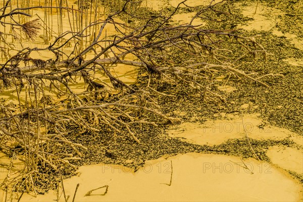 An artistic sepia-toned image showing textured branches scattered on the ground, in South Korea