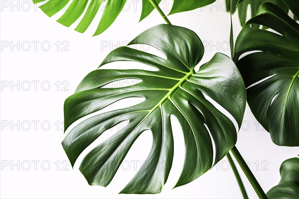 Leaf of tropical Monstera Deliciosa houseplant with fenestration on white background. KI generiert, generiert AI generated