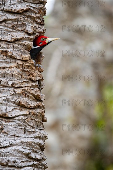 Crimson-crested woodpecker (Campephilus melanoleucos) Pantanal Brazil