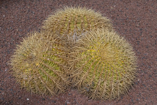 Golden barrel cactus (Echinocactus grusonii), Costa Teguise, Lanzarote, Canary Islands, Spain, Europe