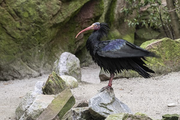 Northern Bald Ibis (Geronticus eremita), Heidelberg Zoo, Baden-Wuerttemberg, Germany, Europe