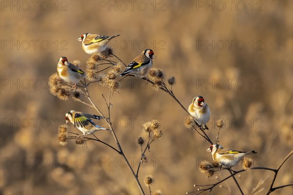 Goldfinches perched on thistles during the golden hour in autumn, Carduelis carduelis, Goldfinch