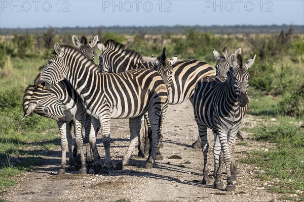 Plains zebra (Equus quagga) herd, Madikwe Game Reserve, North West Province, South Africa, RSA, Africa