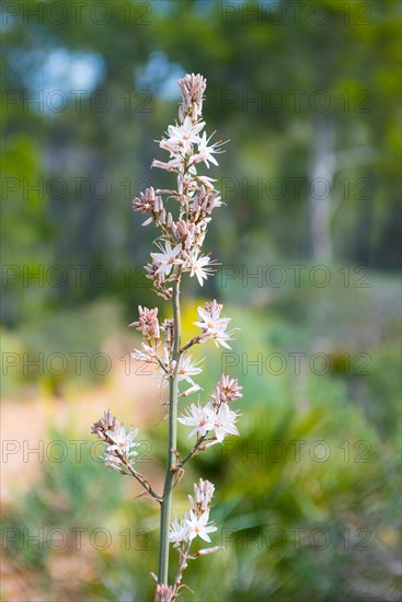 Asphodelus ramosus, inflorescence with many white flowers is in focus in front of a blurred natural background with pine forest, hiking trail from Sant Elm to the old watchtower Torre Cala Basset, Mediterranean, Serra de Tramuntana, Mediterranean island Majorca, Spain, Europe