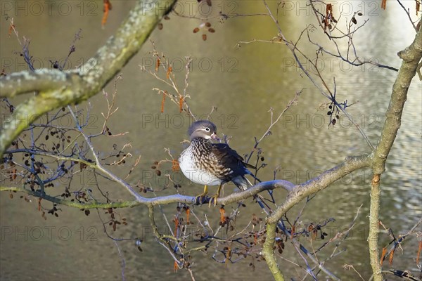 Female mandarin duck on a branch in front of a lake, March, Germany, Europe