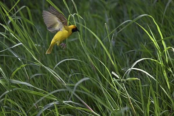 Southern masked weaver (Ploceus velatus) collecting nesting material, Madikwe Game Reserve, North West Province, South Africa, RSA, Africa