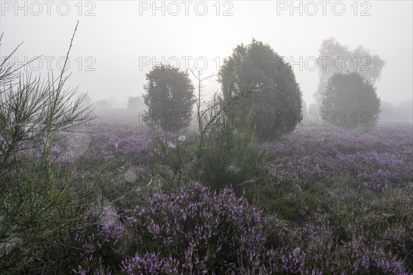 Heath landscape, flowering common heather (Calluna vulgaris), common broom (Cytisus scoparius) and common juniper (Juniperus communis), spider webs, morning mist, Lueneburg Heath, Lower Saxony, Germany, Europe