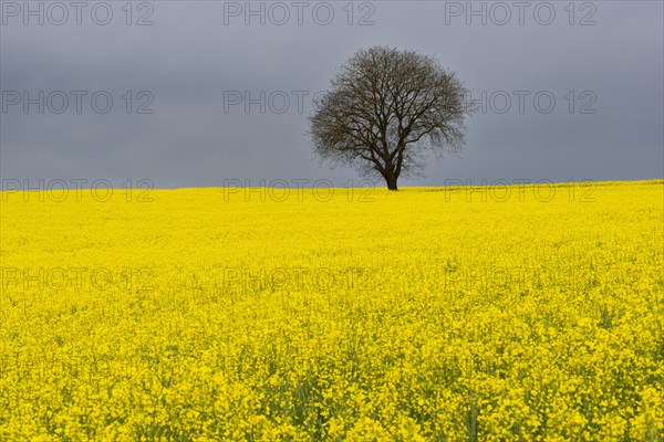 Old English oak (Quercus robur), on the Hoedinger Berg, Hoedingen, Lake Constance district, Upper Swabia, Baden-Wuerttemberg, Germany, Europe