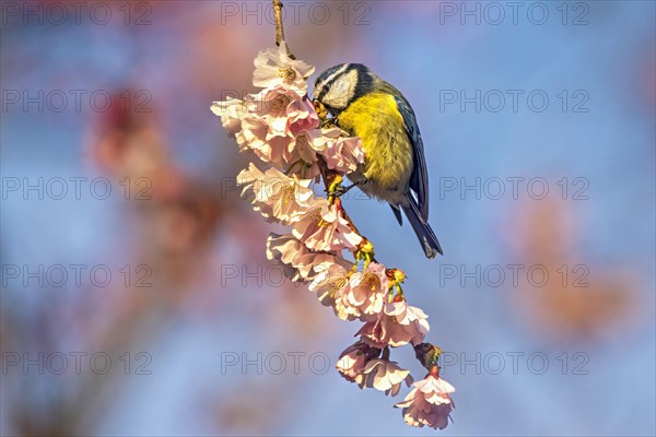 A small bird with yellow plumage perched on a delicate branch of cherry blossoms against a blue sky, Cyanistes caeruleus