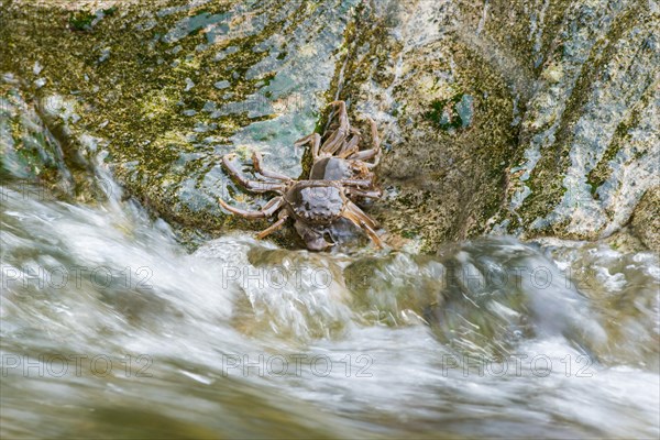 Two chinese mitten crab (Eriocheir sinensis), invasive species, neozoon, crabs, young animals cling to a rock on their migration upstream, flowing, moving water washes around stones, motion blur conveys the flow velocity, river, water body, barrage of the Elbe in Geesthacht, wiping effect, long exposure, soft focus, Lower Saxony, Schleswig-Holstein, Germany, Europe